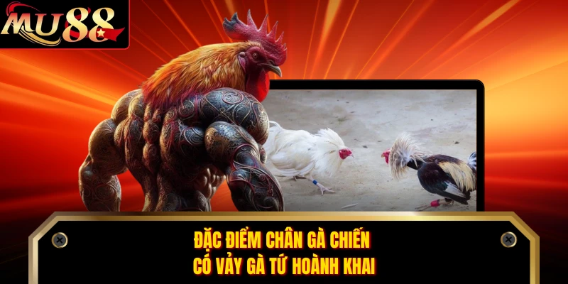 Đặc điểm chân gà chiến có vảy gà tứ hoành khai