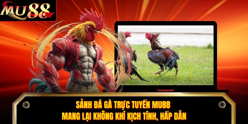 Sảnh đá gà trực tuyến MU88 mang lại không khí kịch tính, hấp dẫn