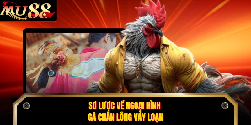 Sơ lược về ngoại hình gà chân lông vảy loạn